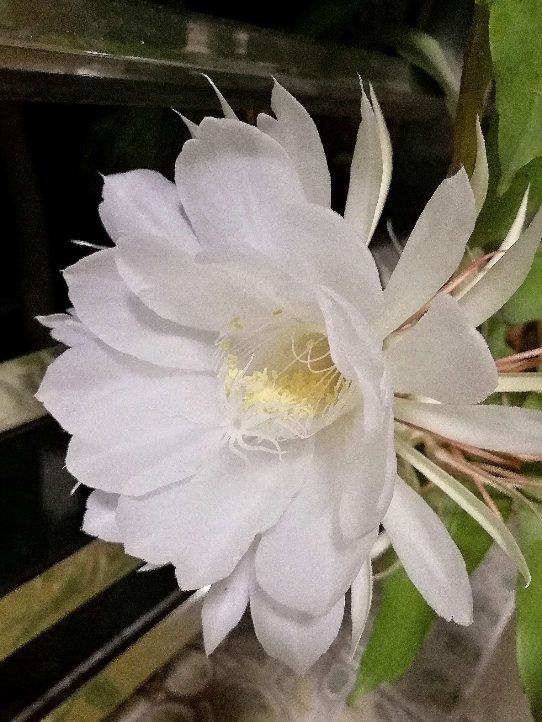 龙骑士07祝姬_祝姬_姬祝聃