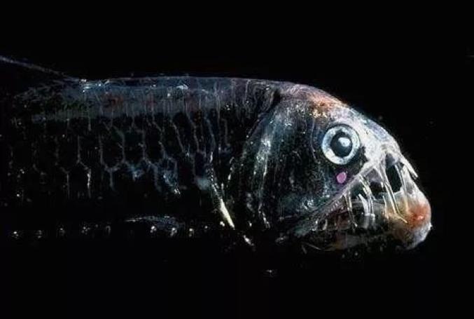 海底大逃杀_海底大逃杀_海底大逃杀