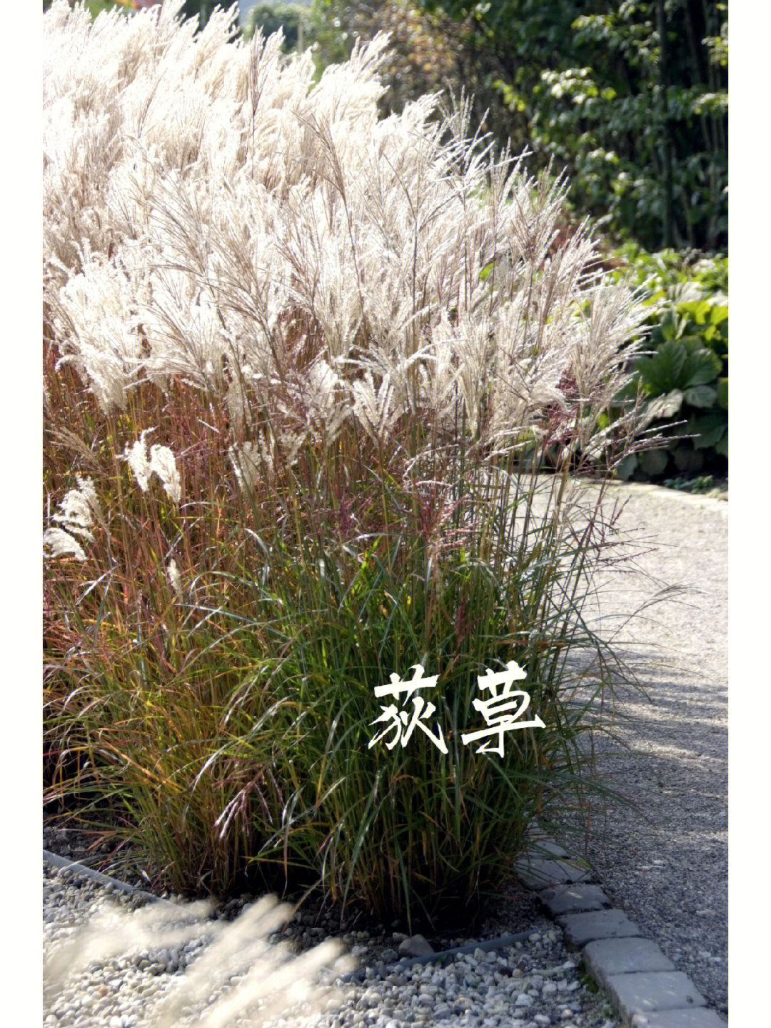 梦叶草_梦叶草_梦叶草