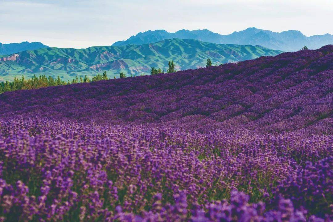 梦叶草_梦叶草_梦叶草