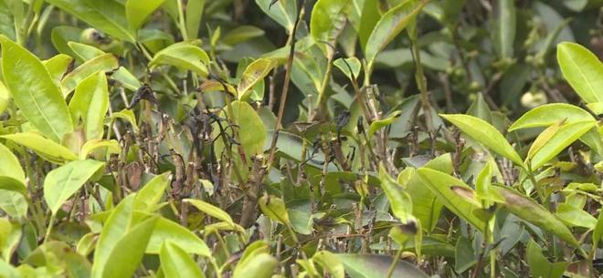 灭茶苦茶_灭茶苦茶什么意思_灭茶苦茶日语