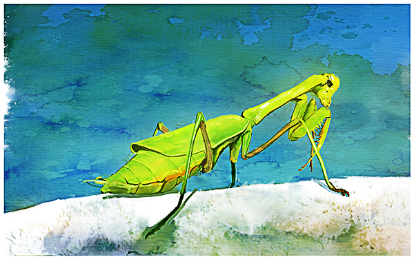 螳螂动漫_动漫螳螂的巢结局_动漫螳螂图片