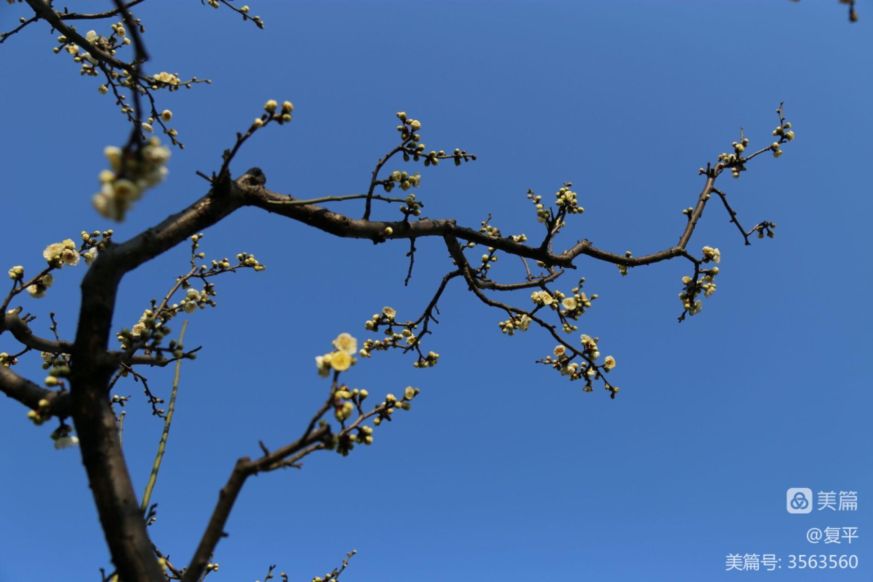 梅花十三手机游戏_梅花游戏解说_梅花手机游戏怎么玩