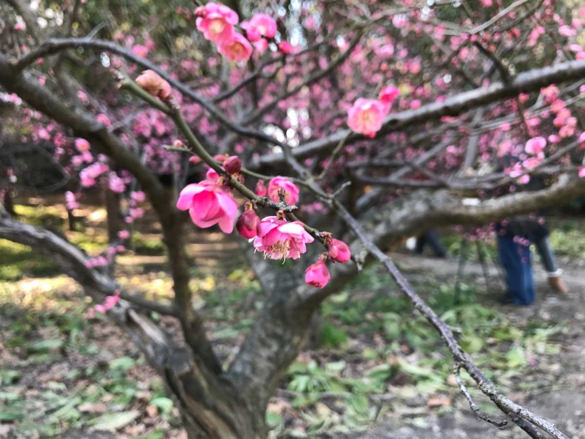 梅花十三手机游戏_梅花手机游戏怎么玩_梅花游戏解说