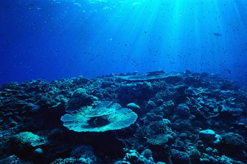 海洋类手游_海洋系列游戏手机_海洋类游戏排行