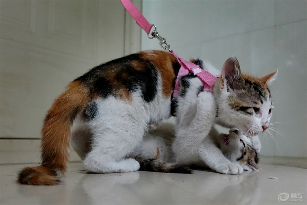 猫文明游戏手机版下载_电视猫手机版下载_4399星猫大富翁手机版下载