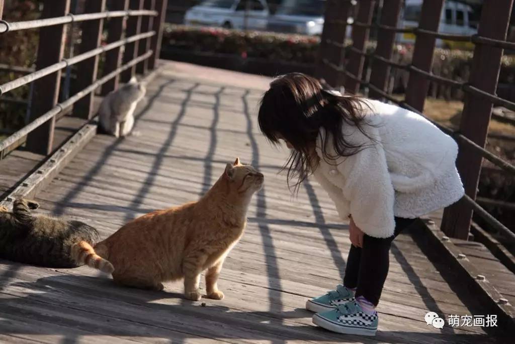 猫文明游戏手机版下载_电视猫手机版下载_4399星猫大富翁手机版下载