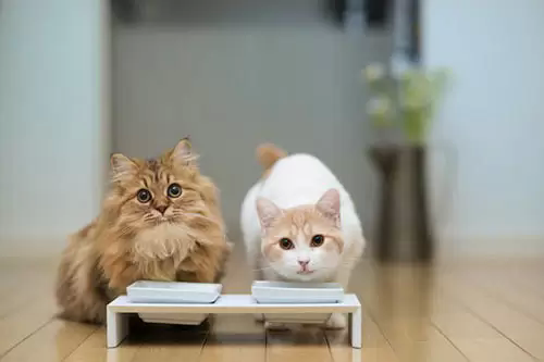 4399星猫大富翁手机版下载_猫文明游戏手机版下载_电视猫手机版下载