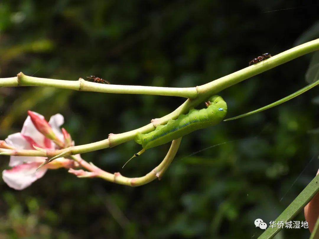 夹竹桃天蛾多少钱一只_夹竹桃天蛾幼虫_夹竹桃天蛾