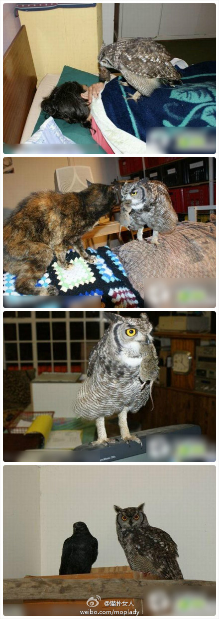 猫头鹰和主人打手机游戏_猫头鹰玩手机_猫头鹰不满主人玩手机