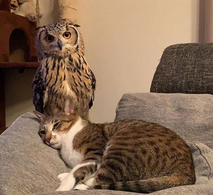 猫头鹰玩手机_猫头鹰不满主人玩手机_猫头鹰和主人打手机游戏