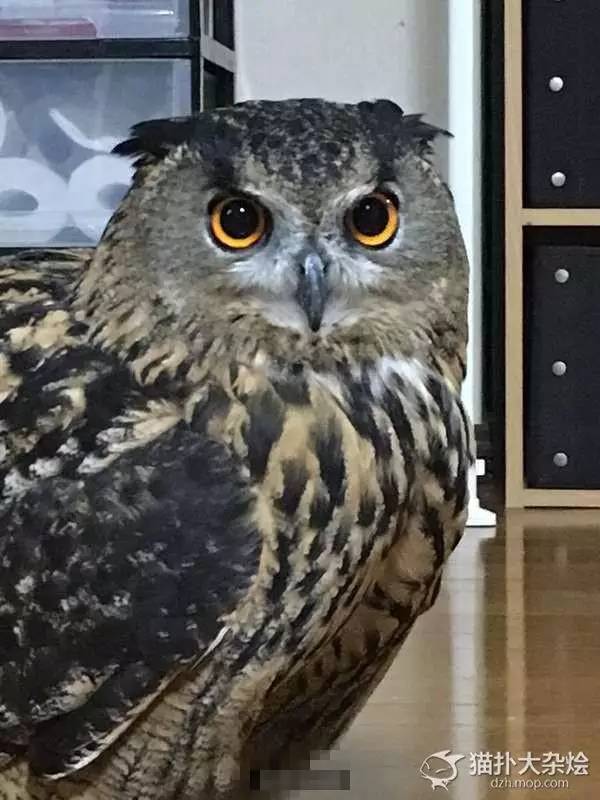 猫头鹰和主人打手机游戏_猫头鹰玩手机_猫头鹰不满主人玩手机