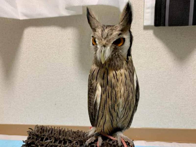 猫头鹰不满主人玩手机_猫头鹰玩手机_猫头鹰和主人打手机游戏