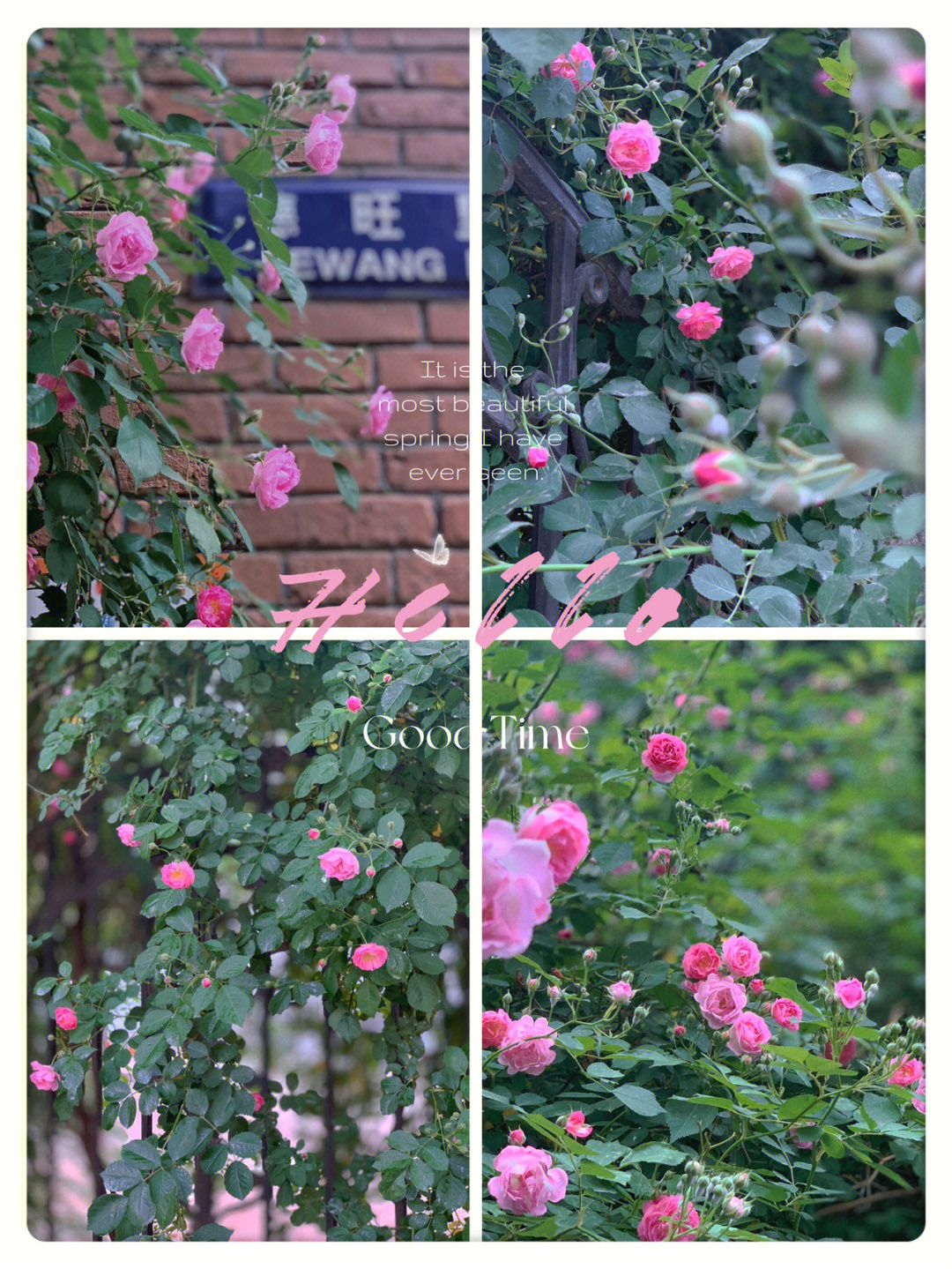 蔷薇与椿_蔷薇与椿_蔷薇与椿