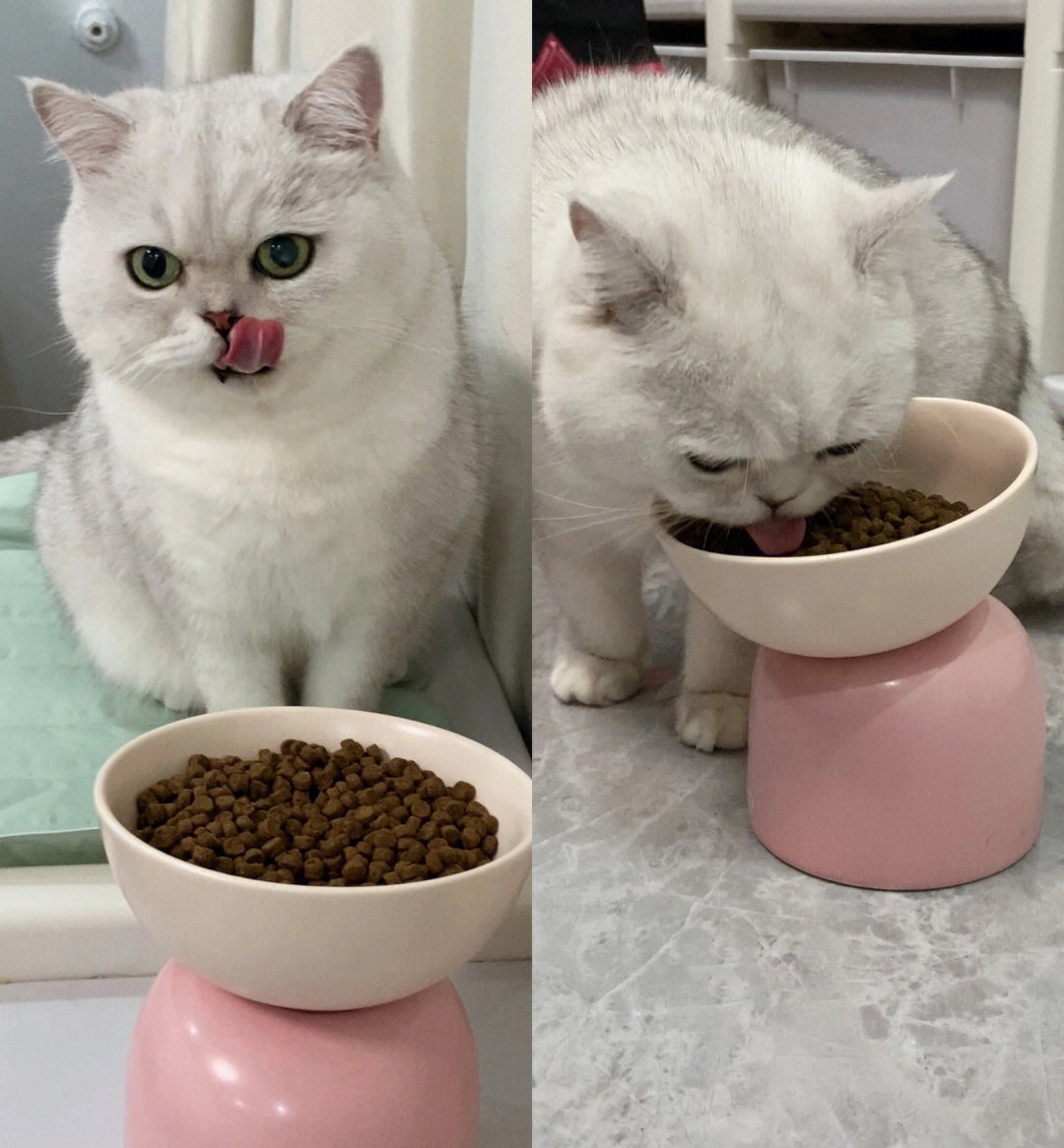 猫咪游戏盒子_猫咪盖饭手机游戏_猫咪游戏盒