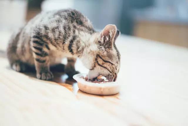 猫咪盖饭手机游戏_猫咪游戏盒子_猫咪游戏盒