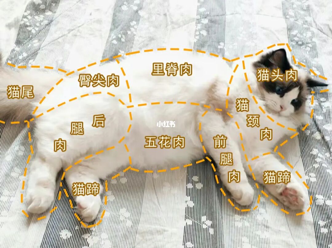 猫咪盖饭手机游戏_猫咪游戏盒_猫咪游戏盒子