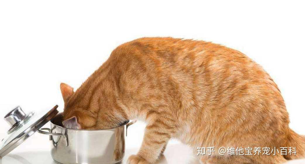 猫咪盖饭手机游戏_猫咪游戏盒子_猫咪游戏盒