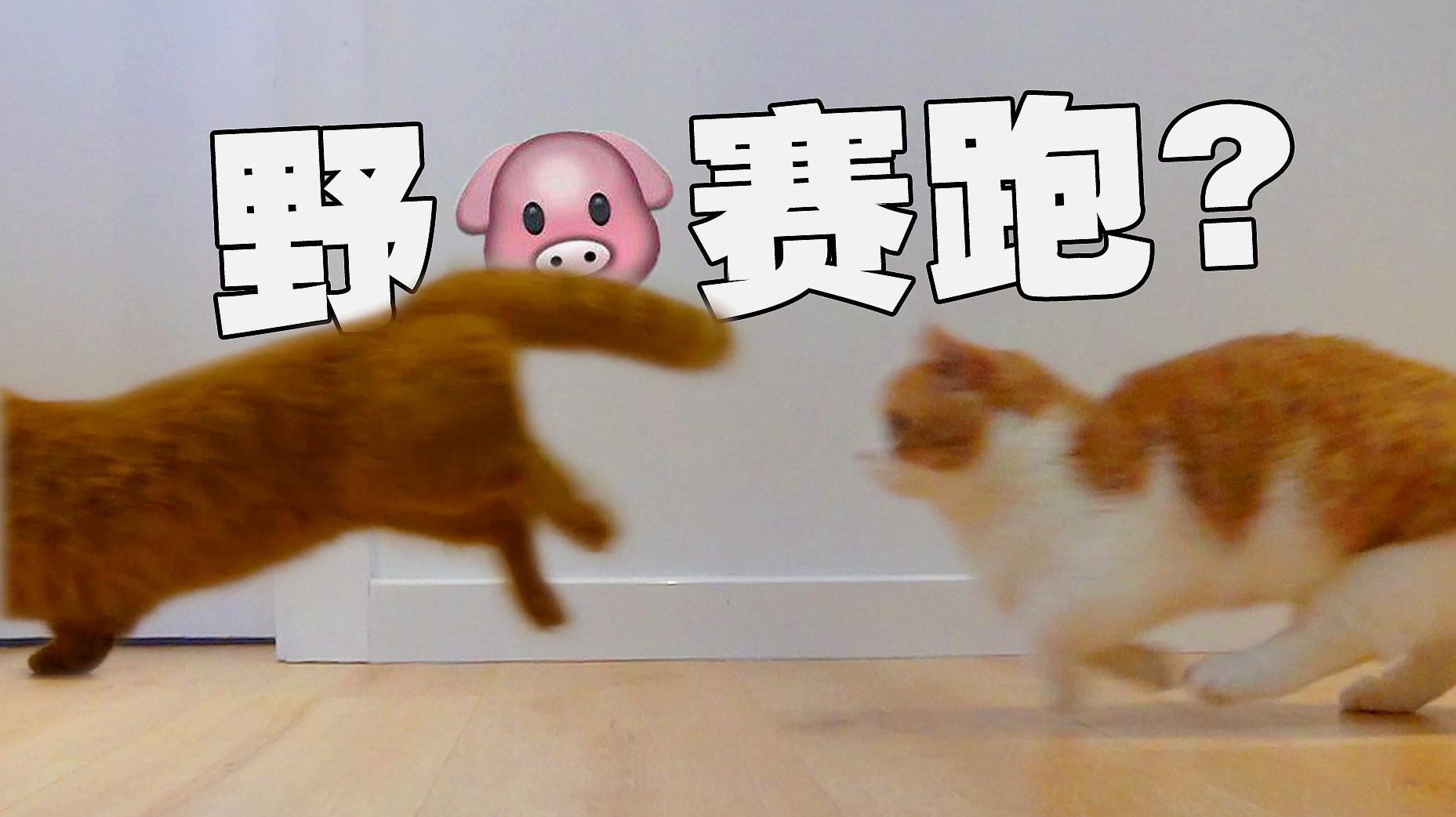 赛跑猫猫手机游戏怎么玩_猫猫赛跑手机游戏_下载猫猫赛跑