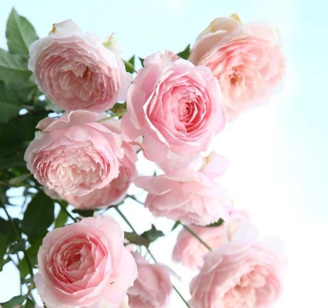 凉花胡桃简介_凉花_凉花怎么攻略