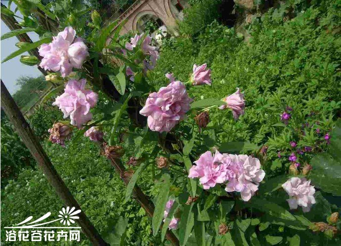 缠枝莲纹寓意和象征_缠枝葡萄_缠枝