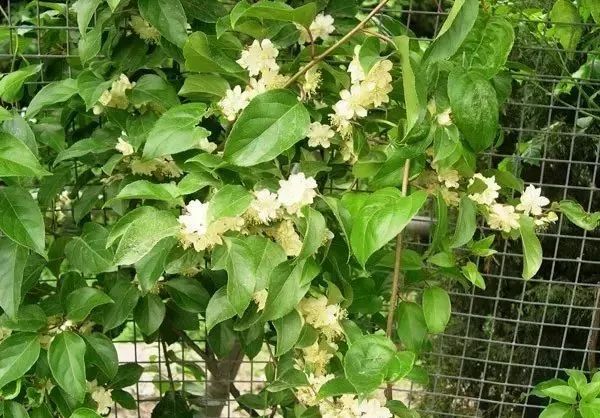 缠枝莲纹寓意和象征_缠枝葡萄_缠枝