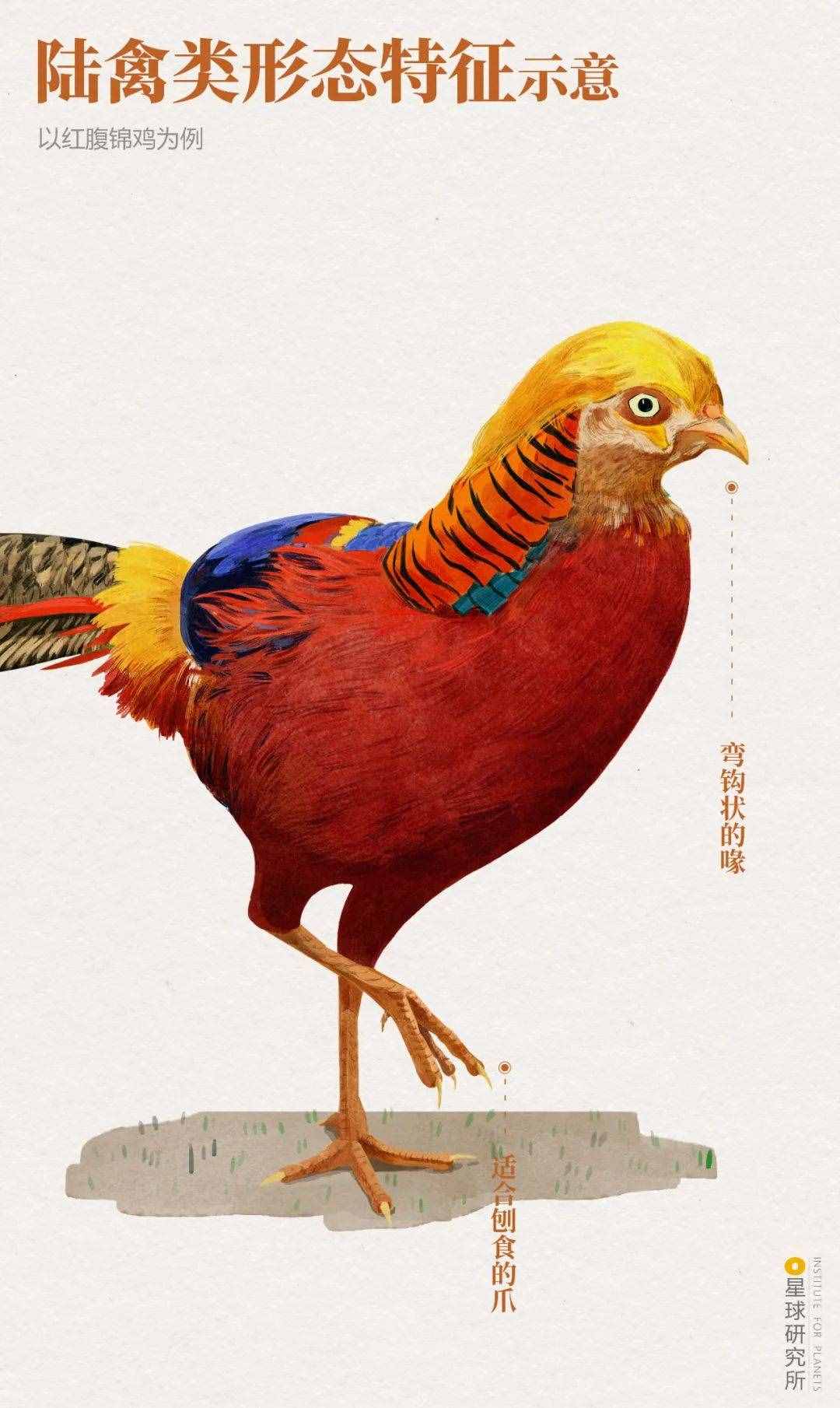 燕隼鸟鹰_舰队隼鹰_隼鹰