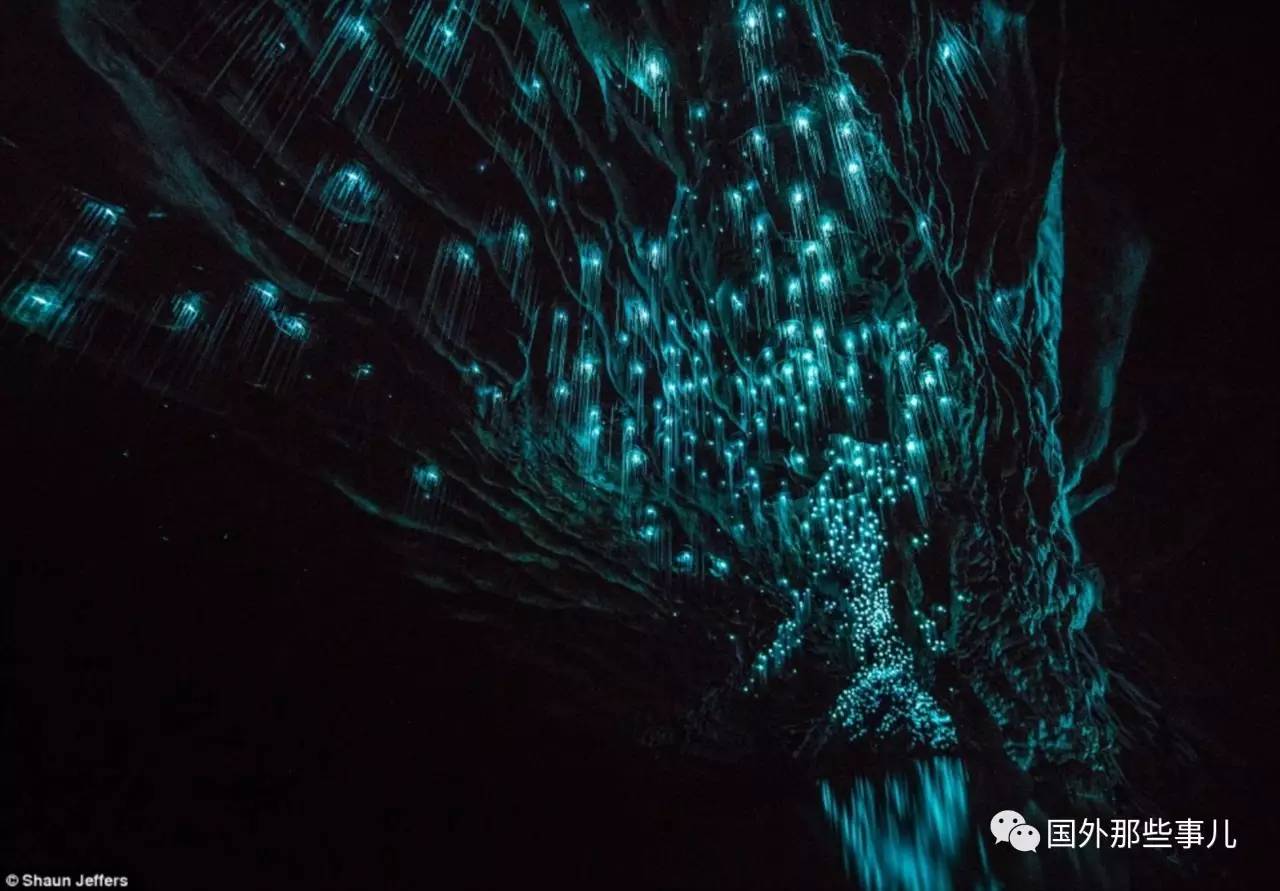 精灵鼠_鼠精灵阅读记_鼠精灵图片