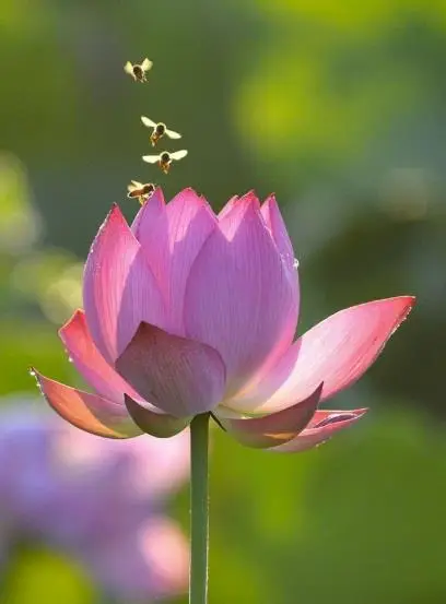 莲华游戏_莲花手机游戏_莲花游戏角色