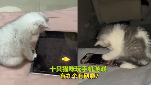 猫咪和主人玩手机游戏下载_猫咪自己玩游戏_猫咪爱玩游戏手机游戏