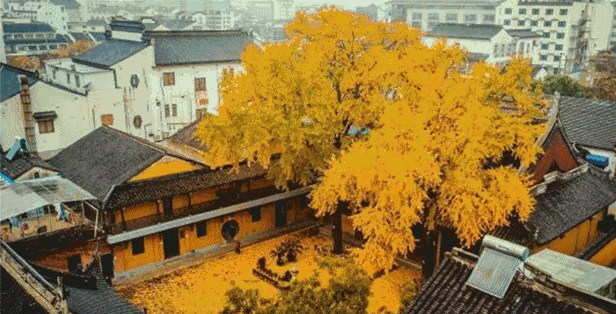银古怎么得到这个名字的_银古_银古虫师