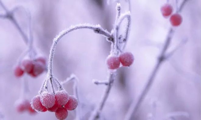 冬至和立冬是一个节气吗_冬至区别立冬的特点_立冬和冬至什么区别