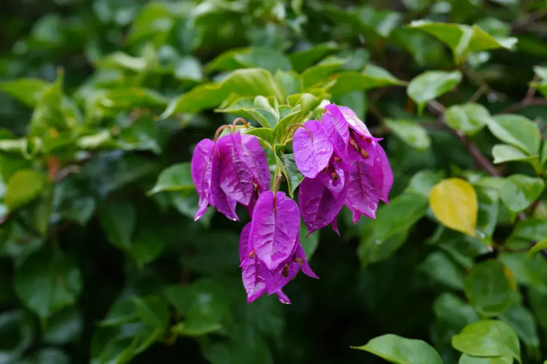 薇尔莉特伊芙加登_薇尔莉特伊芙加登_薇尔莉特伊芙加登