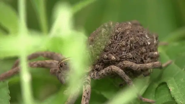 手机版的恐怖学校游戏_恐怖章节游戏_恐怖游戏五章下载手机版