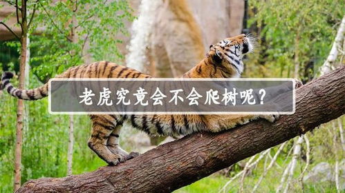 熊猫爬树 
