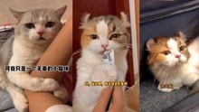 猫咪视频 