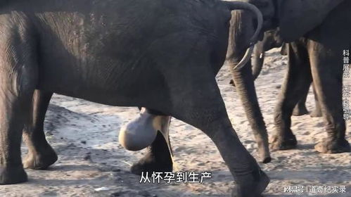 播种怀孕社区 