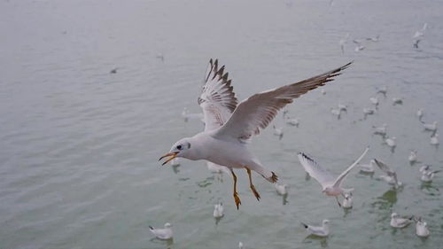 海鸥影视 