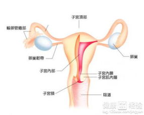 我和我的天宫游戏下载 