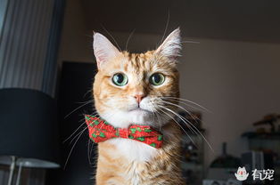 公主花样滑冰艺术 