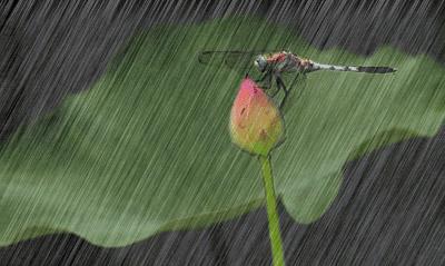 雨声助眠  雨声助眠