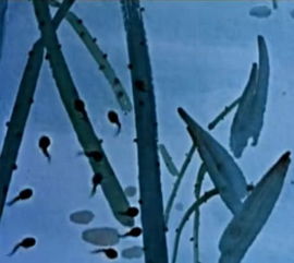 小蝌蚪影视免费版下载安装 